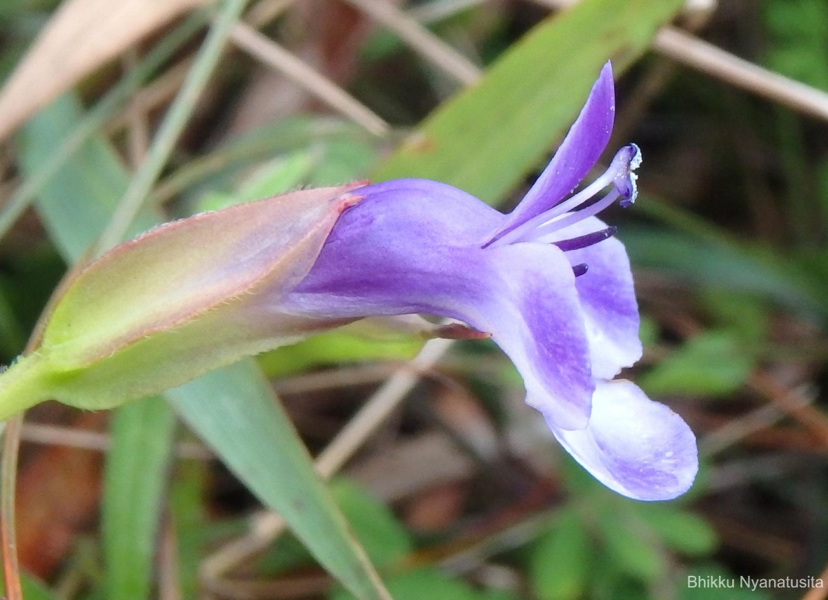 Torenia cyanea Alston